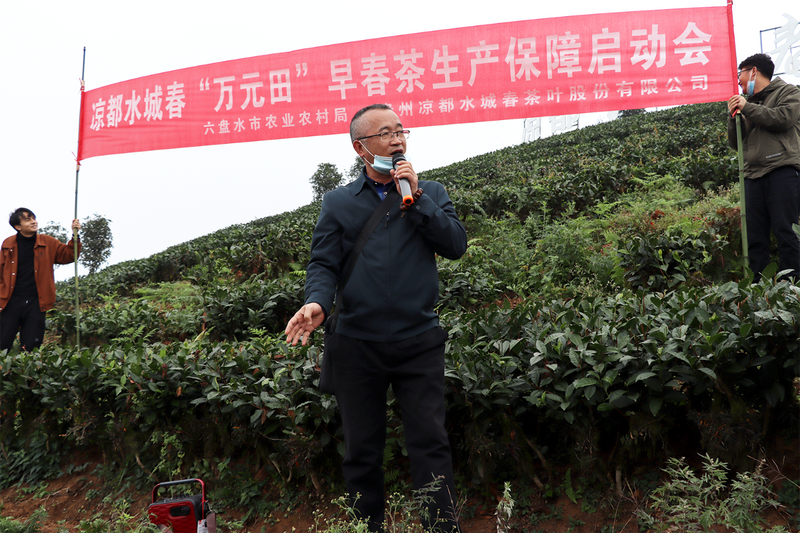 有关于凉都水城春召开“万元田”早春茶生产保障启动会的资讯(1)