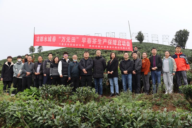 有关于凉都水城春召开“万元田”早春茶生产保障启动会的资讯(6)