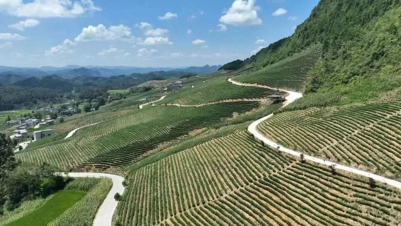 关于煎茶镇高竹村：千亩茶园助力乡村振兴驶上发展“快车道”的新闻(4)