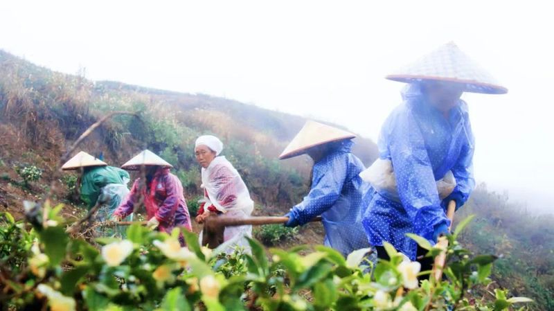 关于煎茶镇高竹村：千亩茶园助力乡村振兴驶上发展“快车道”的新闻