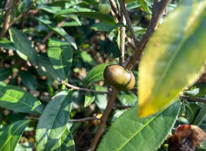 关于阳江千亩茶园吐新绿，隔着屏幕都是沁人的茶香！的相关内容(5)