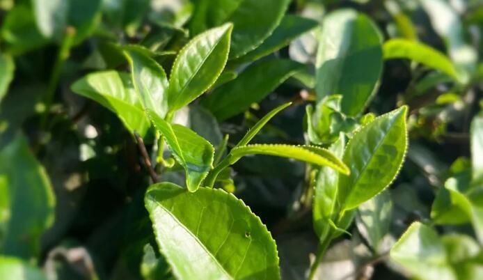 关于阳江千亩茶园吐新绿，隔着屏幕都是沁人的茶香！的相关内容(2)