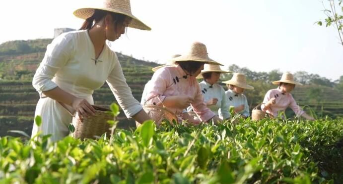 关于阳江千亩茶园吐新绿，隔着屏幕都是沁人的茶香！的相关内容(4)