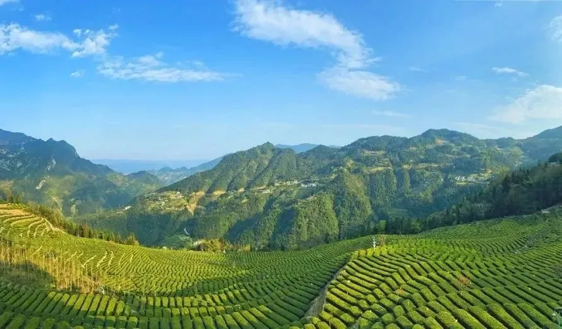 关于恩施硒茶 “茗”动天下——恩施聚力发展硒茶产业的资讯