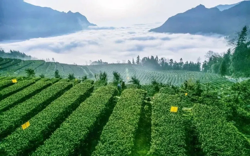 关于恩施硒茶 “茗”动天下——恩施聚力发展硒茶产业的资讯(1)