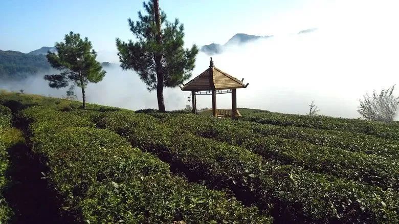 有关于一杯“好茶”这样炼成！通江的绿茶获评“四川最具影响力茶叶单品”的相关内容