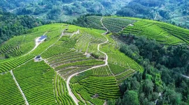 有关于威远县小河镇：大力发展茶叶产业，打造天府南来第一茶乡的信息