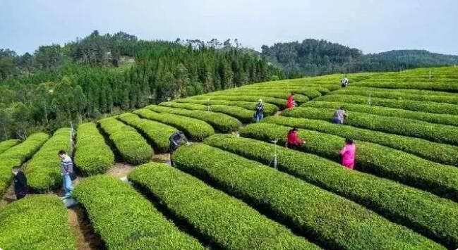 有关于威远县小河镇：大力发展茶叶产业，打造天府南来第一茶乡的信息(1)