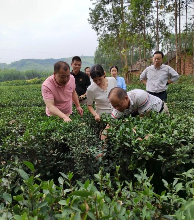 关于广西茶科所专家到妙皇乡深入古琶茶园指导古琶茶产业发展的资讯