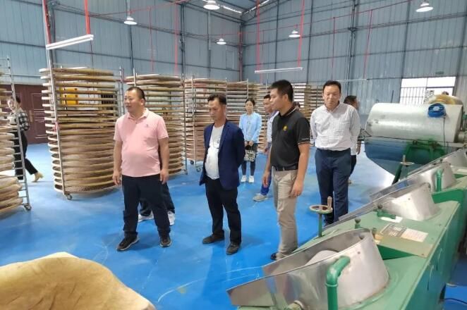 关于广西茶科所专家到妙皇乡深入古琶茶园指导古琶茶产业发展的资讯(2)