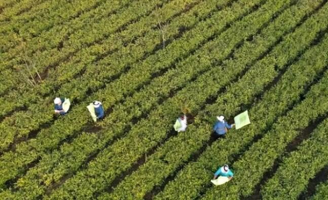 有关于福泉：初冬茶园管护忙的信息(1)