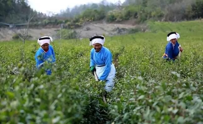 有关于福泉：初冬茶园管护忙的信息