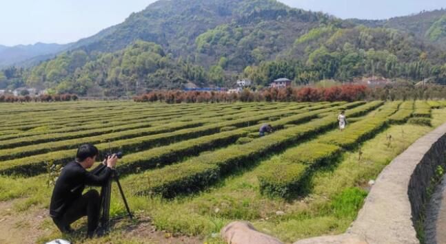 关于岳西县姚河乡：“一改两为”助力茶产业发展的资讯(2)