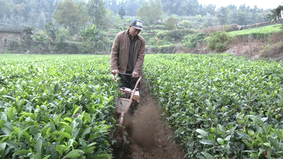 关于山东省农业农村厅印发《茶园越冬防护管理技术指导意见》的相关内容(2)