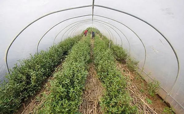 关于山东省农业农村厅印发《茶园越冬防护管理技术指导意见》的相关内容(6)