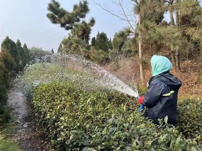 关于山东省农业农村厅印发《茶园越冬防护管理技术指导意见》的相关内容(3)