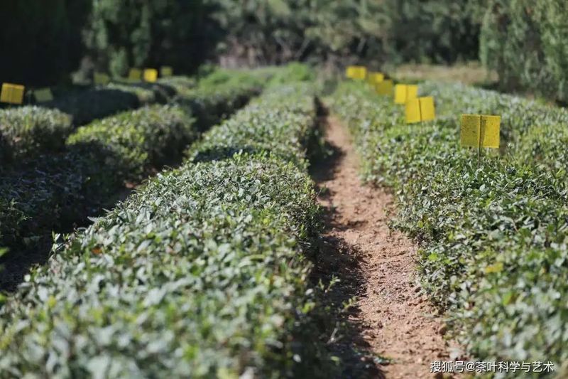 关于山东省农业农村厅印发《茶园越冬防护管理技术指导意见》的相关内容(5)