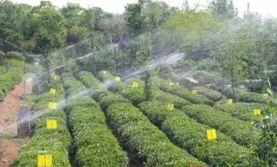 关于山东省农业农村厅印发《茶园越冬防护管理技术指导意见》的相关内容(4)