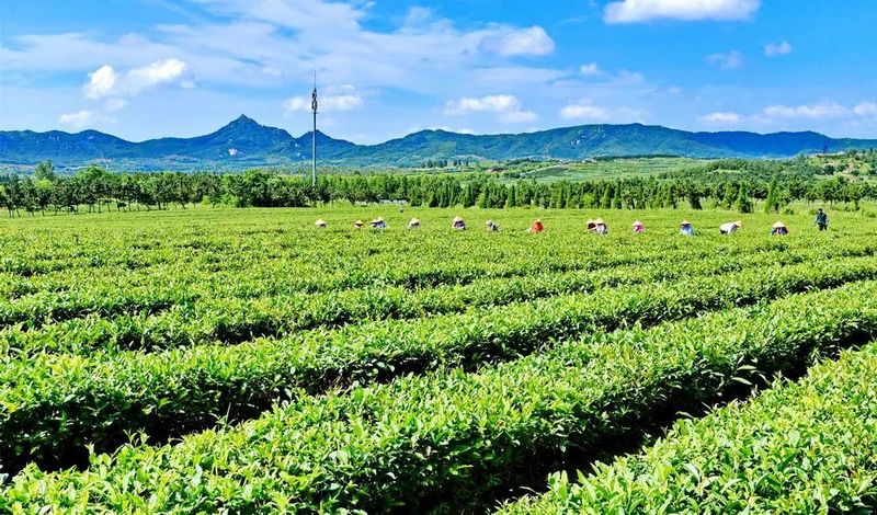 关于山东省农业农村厅印发《茶园越冬防护管理技术指导意见》的相关内容(1)