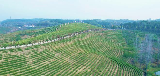 关于光山这里：秋冬茶园管护忙，来年春茶满园香！的相关信息(7)