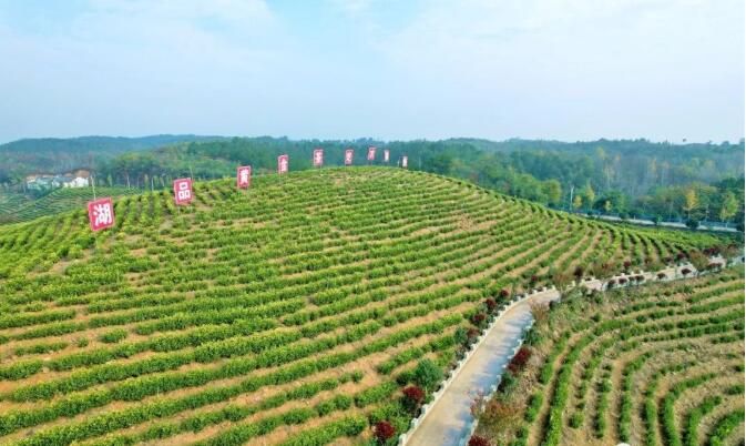 关于光山这里：秋冬茶园管护忙，来年春茶满园香！的相关信息(2)