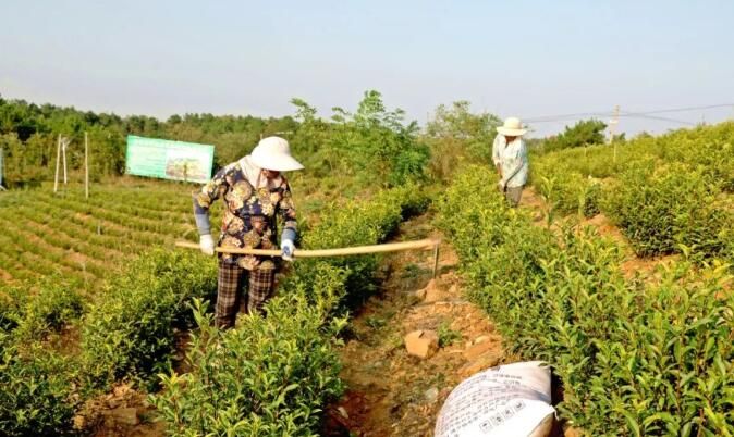 关于光山这里：秋冬茶园管护忙，来年春茶满园香！的相关信息(4)