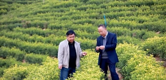 关于光山这里：秋冬茶园管护忙，来年春茶满园香！的相关信息(8)