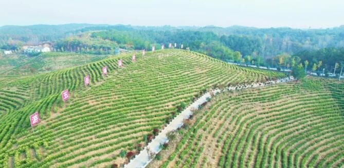 关于光山这里：秋冬茶园管护忙，来年春茶满园香！的相关信息