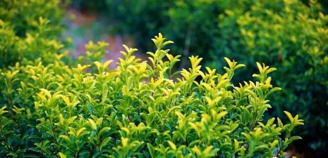 关于光山这里：秋冬茶园管护忙，来年春茶满园香！的相关信息(1)