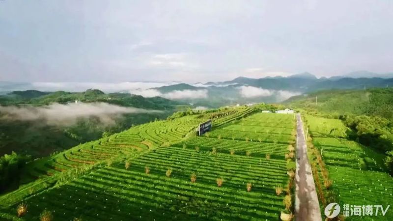 有关于且把冬深藏 2022年首届福鼎白茶冬藏节举行的资讯(8)