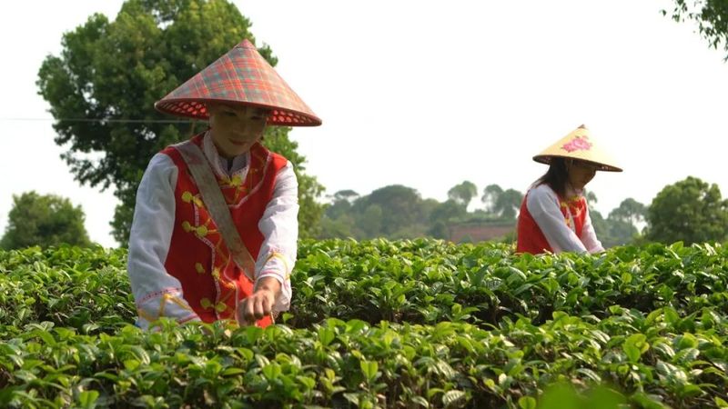 有关于思茅区倚象镇：绿色有机茶“沏”出致富路的内容(7)