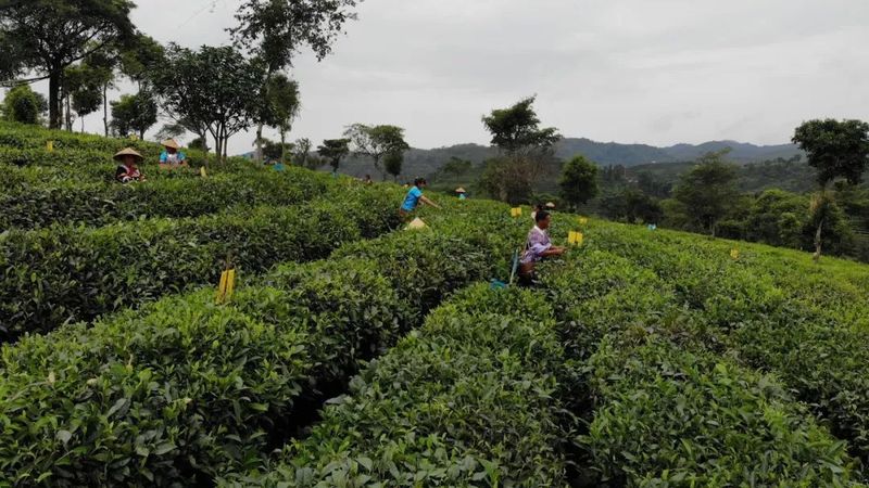 有关于思茅区倚象镇：绿色有机茶“沏”出致富路的内容(3)
