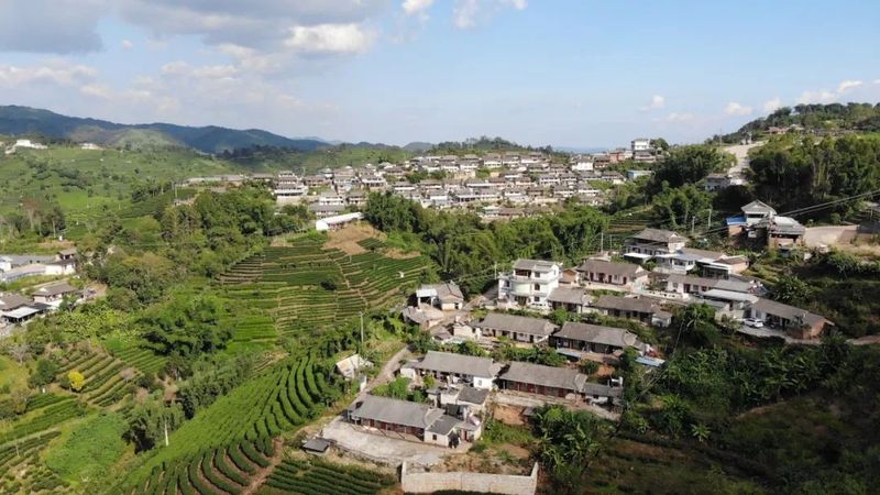 有关于思茅区倚象镇：绿色有机茶“沏”出致富路的内容(2)