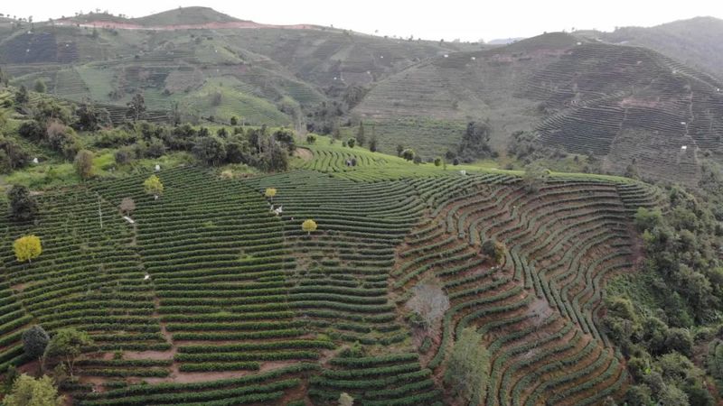 有关于思茅区倚象镇：绿色有机茶“沏”出致富路的内容