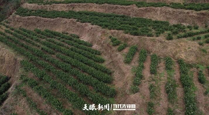 关于贵州普安“白叶一号”茶园带动3万余名群众增收的最新消息(2)
