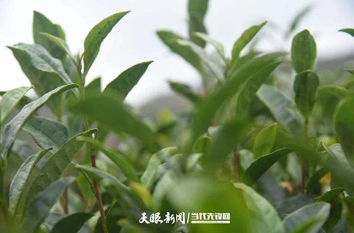 关于贵州普安“白叶一号”茶园带动3万余名群众增收的最新消息(3)