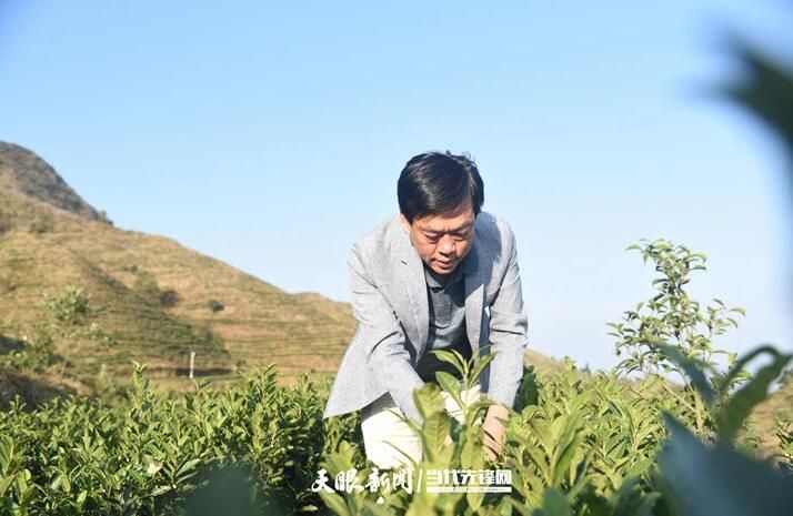关于贵州普安“白叶一号”茶园带动3万余名群众增收的最新消息