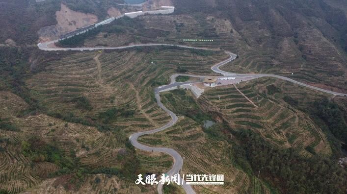 关于贵州普安“白叶一号”茶园带动3万余名群众增收的最新消息(1)