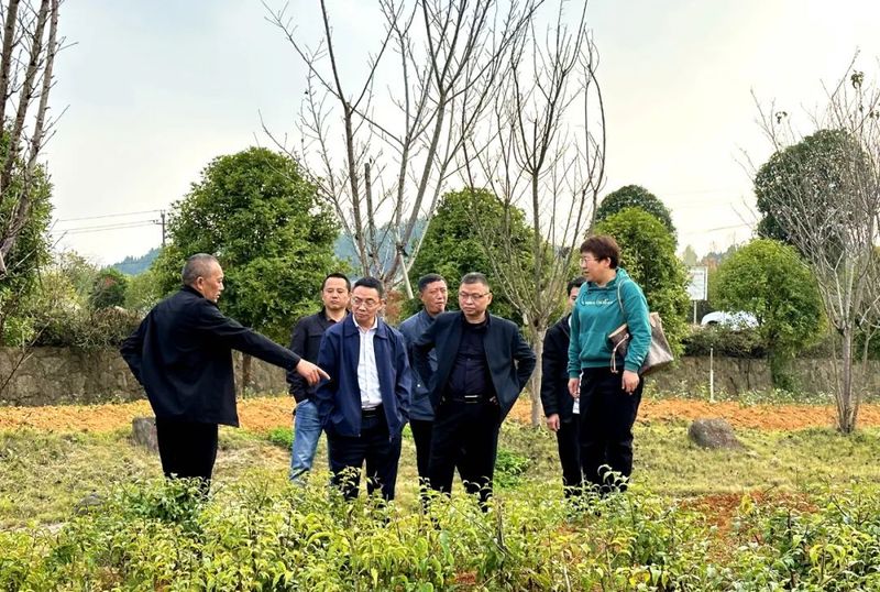 关于湄潭：建设茶树良种资源圃，完善现代茶业体系！的资讯(2)