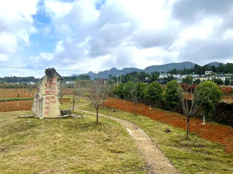关于湄潭：建设茶树良种资源圃，完善现代茶业体系！的资讯(3)