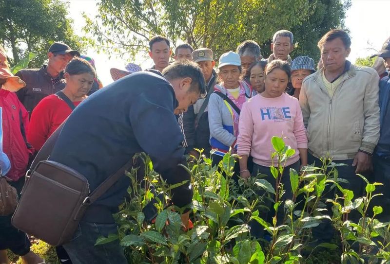 关于澜沧南岭乡：提质培训奠基础 茶农增收促振兴的信息(1)