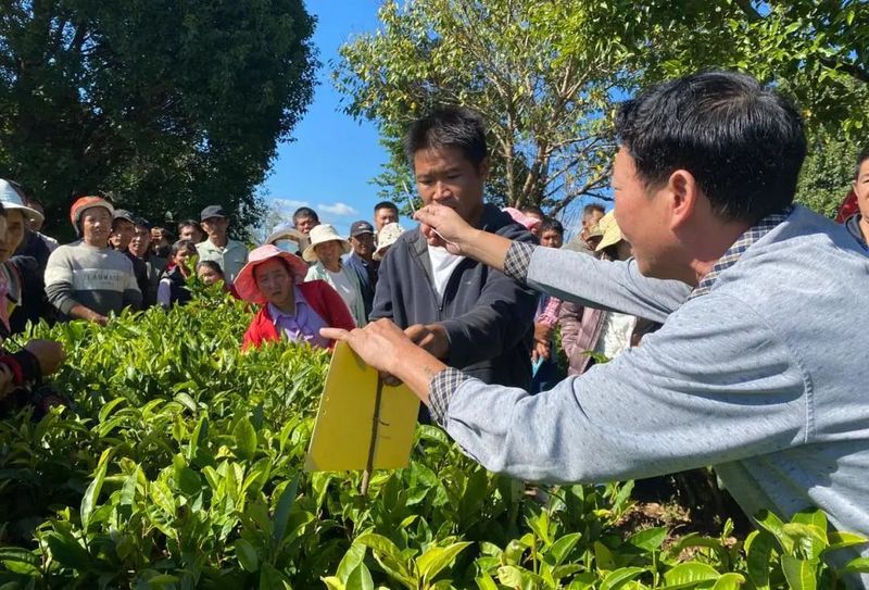 关于澜沧南岭乡：提质培训奠基础 茶农增收促振兴的信息(2)