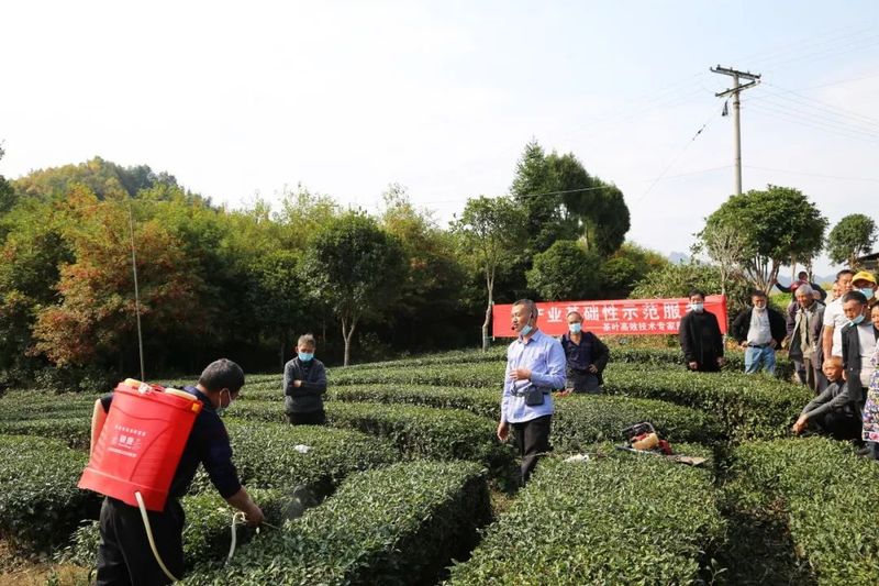 关于守护茶叶质量安全！湄潭洗马镇全力推进秋冬季茶园管理的资讯(2)