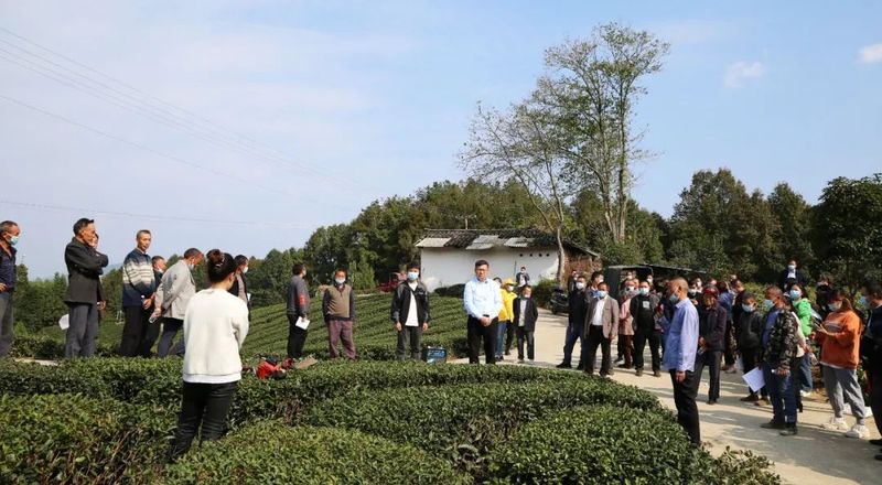 关于守护茶叶质量安全！湄潭洗马镇全力推进秋冬季茶园管理的资讯
