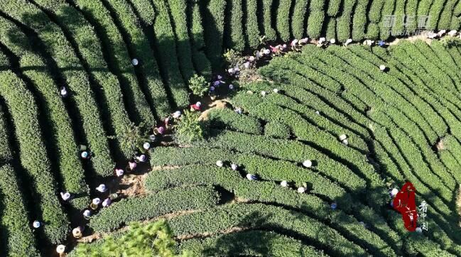 有关于福建连城：高山茶农喜获丰收的最新消息