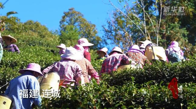 有关于福建连城：高山茶农喜获丰收的最新消息(1)