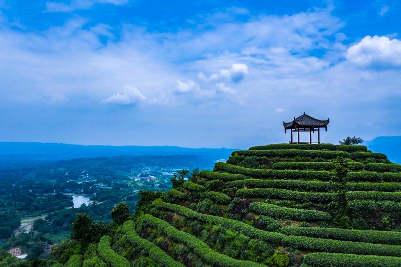 有关于乡村振兴，云台好茶走进大熊猫国际文化周的消息(1)