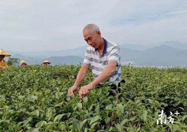 关于信宜市2万亩秋茶采摘正当时的消息(1)