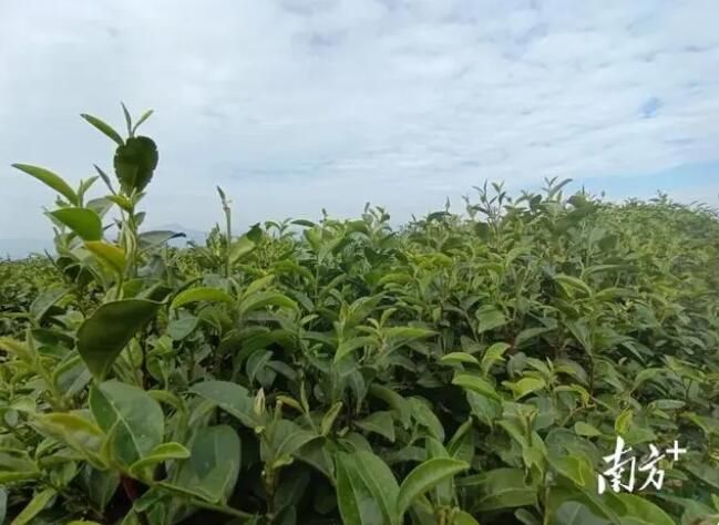 关于信宜市2万亩秋茶采摘正当时的消息(3)