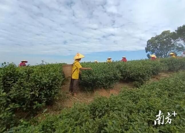 关于信宜市2万亩秋茶采摘正当时的消息
